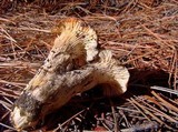 Cantharellus subalbidus image