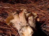 Cantharellus subalbidus image