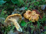 Cantharellus formosus image
