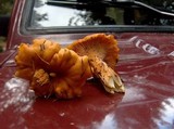 Cantharellus formosus image