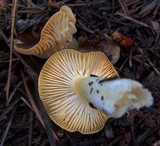 Hygrophorus hypothejus image