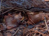 Cortinarius semisanguineus image