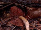 Cortinarius semisanguineus image