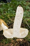 Russula ochroleuca image