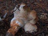 Tricholoma focale image