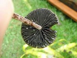 Panaeolus acuminatus image