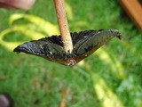 Panaeolus acuminatus image