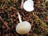 Cuphophyllus virgineus image