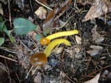 Elaphocordyceps capitata image