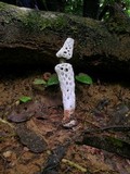 Staheliomyces cinctus image