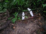 Staheliomyces cinctus image