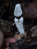 Staheliomyces cinctus image