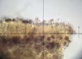 Psilocybe inquilina image