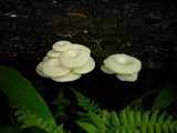 Lentinus concavus image