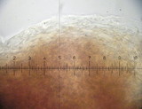 Psilocybe inquilina image