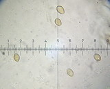 Psilocybe inquilina image