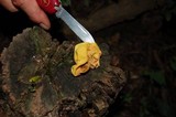 Entonaema liquescens image