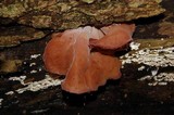 Auricularia fuscosuccinea image