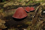 Auricularia fuscosuccinea image