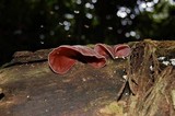 Auricularia fuscosuccinea image