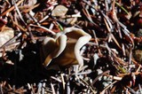 Helvella solitaria image