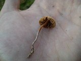 Psilocybe gallaeciae image