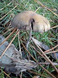 Psilocybe gallaeciae image