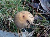Psilocybe gallaeciae image