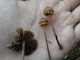 Psilocybe gallaeciae image
