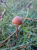 Psilocybe gallaeciae image