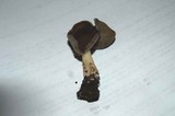 Helvella solitaria image