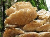 Sarcodontia pachyodon image