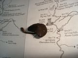 Psilocybe guilartensis image