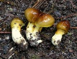 Hygrophorus boyeri image