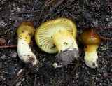 Hygrophorus boyeri image