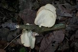 Polyporus grammocephalus image