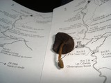 Psilocybe guilartensis image