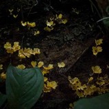 Cotylidia aurantiaca image