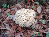 Sparassis crispa image