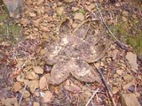 Astraeus pteridis image