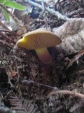 Phylloporus rhodoxanthus image