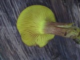 Phylloporus rhodoxanthus image