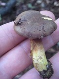 Phylloporus rhodoxanthus image