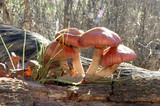 Gymnopilus luteofolius image
