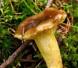Hygrophorus hypothejus image