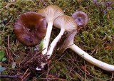Hygrophorus hypothejus image