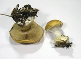 Cortinarius dalecarlicus image