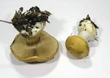 Cortinarius dalecarlicus image