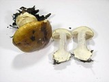 Cortinarius dalecarlicus image