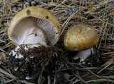 Cortinarius dalecarlicus image